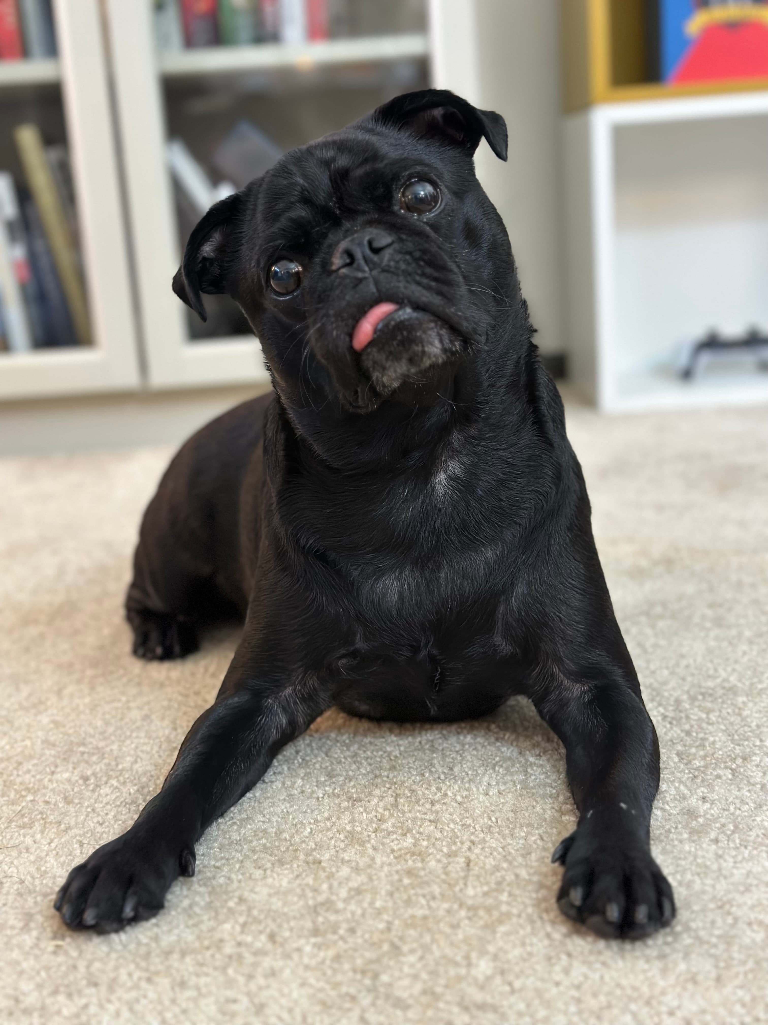 Felix the Pug